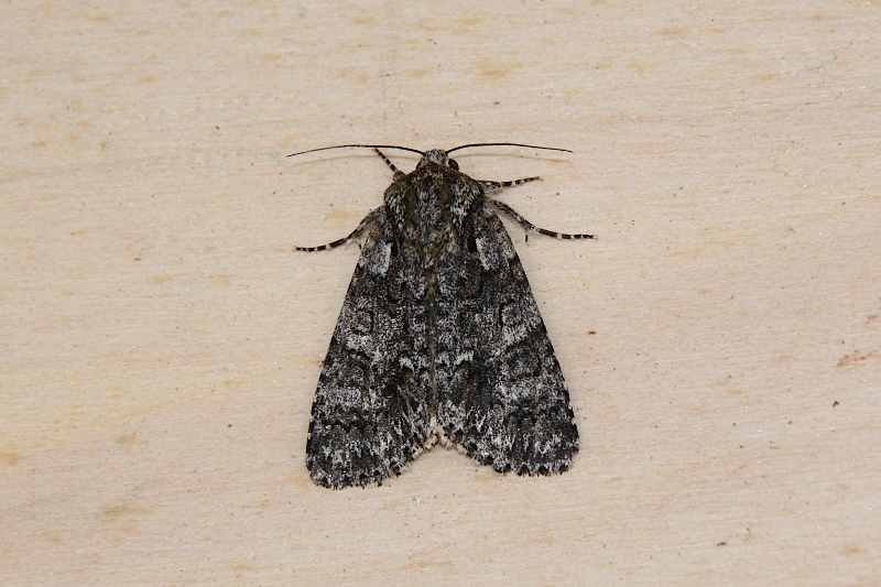 Acronicta rumicis? S�